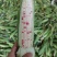 海南花糯，万糯玉米，水果玉米，双色玉米大量，商超**！！
