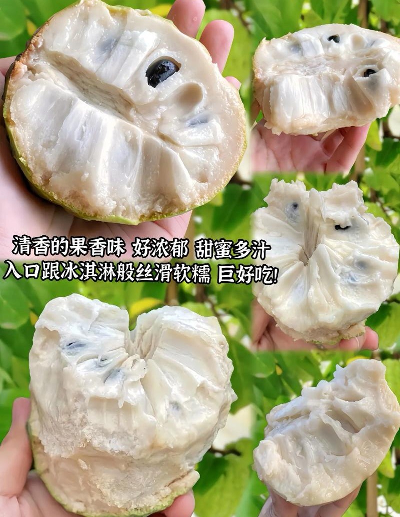 释迦果基地直供现摘现发量大从优欢迎来电咨询洽谈
