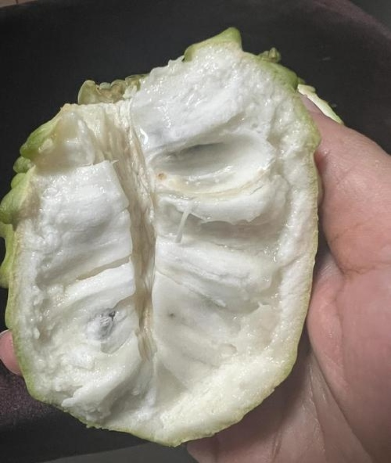 释迦果基地直供现摘现发量大从优欢迎来电咨询洽谈