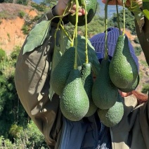 云南热带牛油果基地直供货源充足价格便宜可全国发货