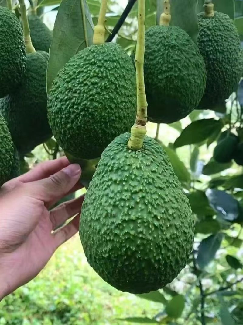 云南热带牛油果基地直供货源充足价格便宜可全国发货