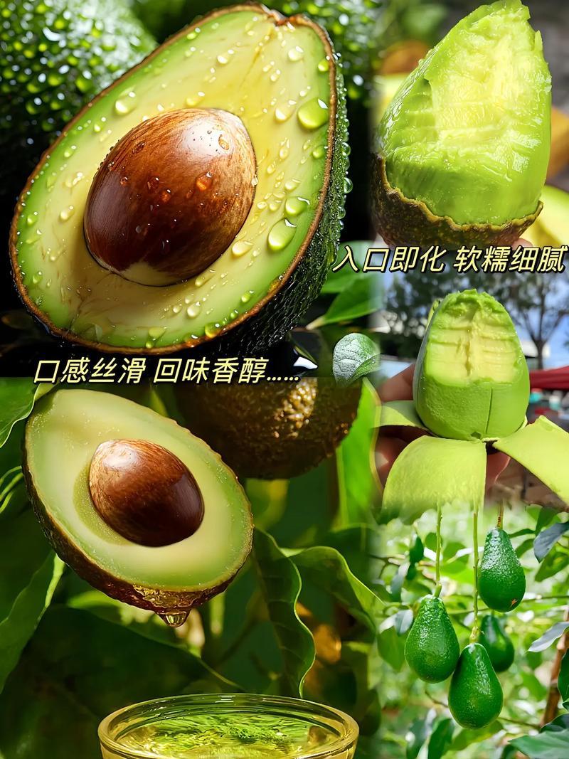 云南热带牛油果基地直供货源充足价格便宜可全国发货