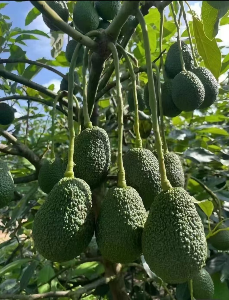 云南热带牛油果基地直供货源充足价格便宜可全国发货