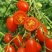 圣女果(红)云南圣女果厚皮基地现摘现发量大从优欢迎来电