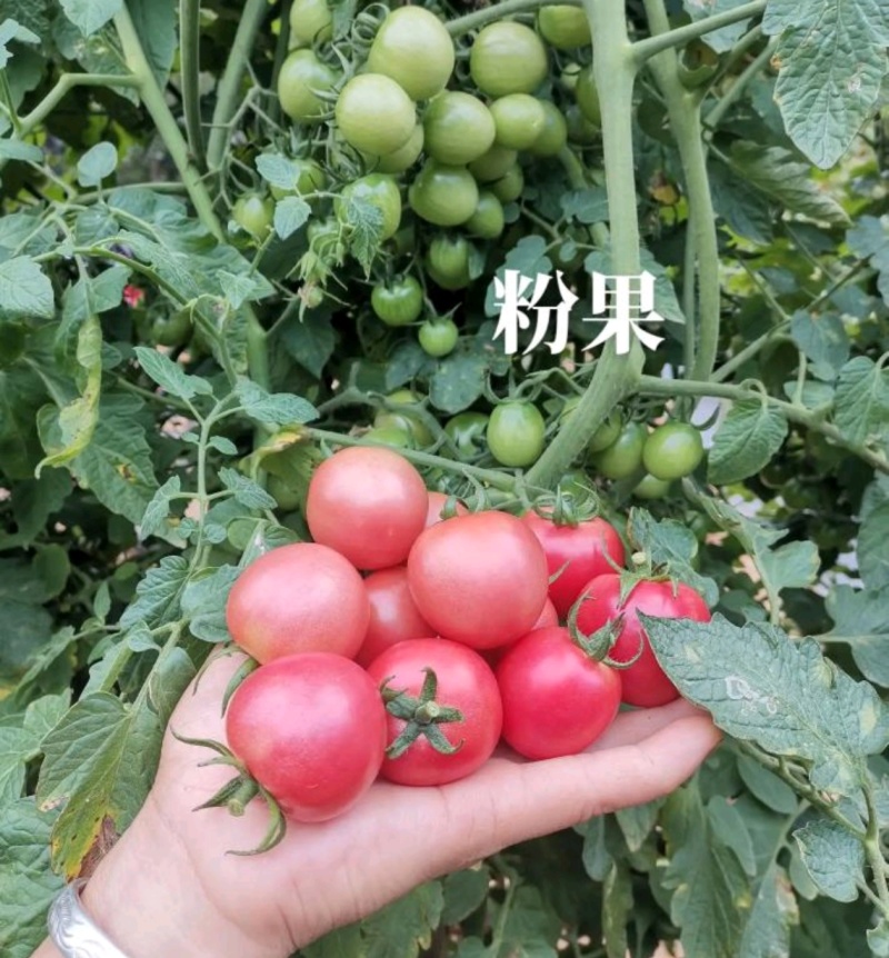 【推荐】圣女果（粉）云南圣女果基地现摘现发量大从优
