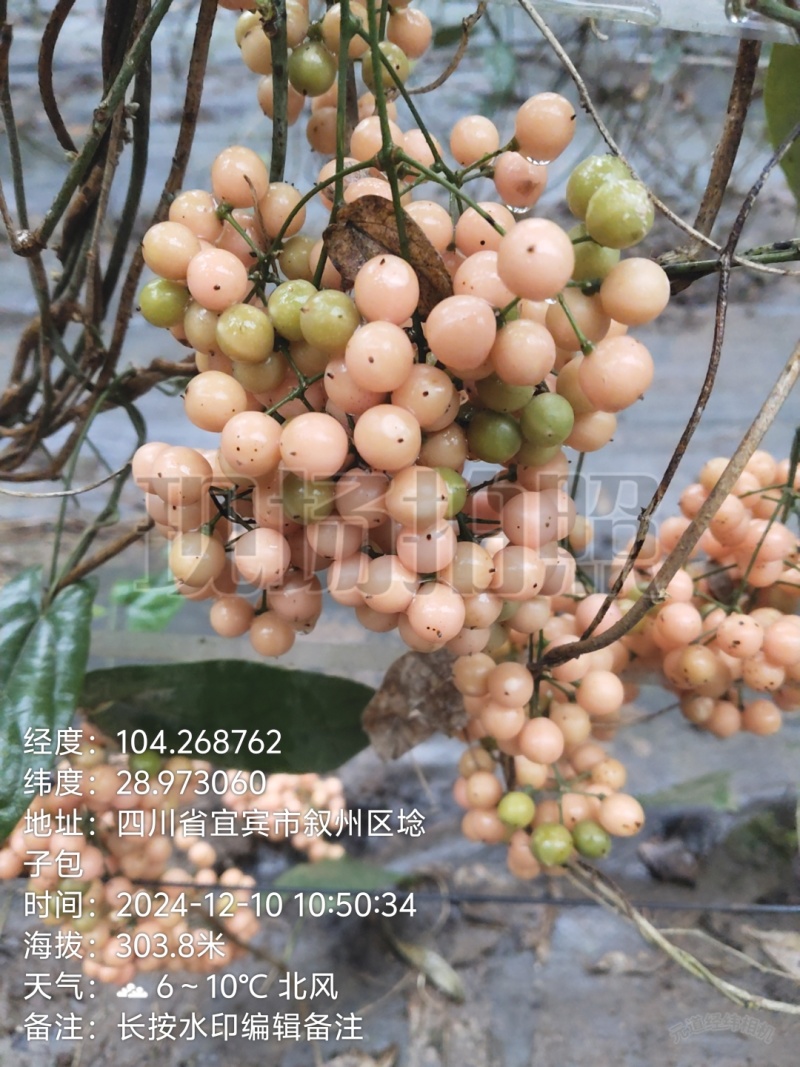 金果榄苗