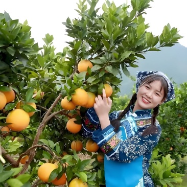 湖南纽荷尔脐橙光果套袋，基地现货直发全国供应