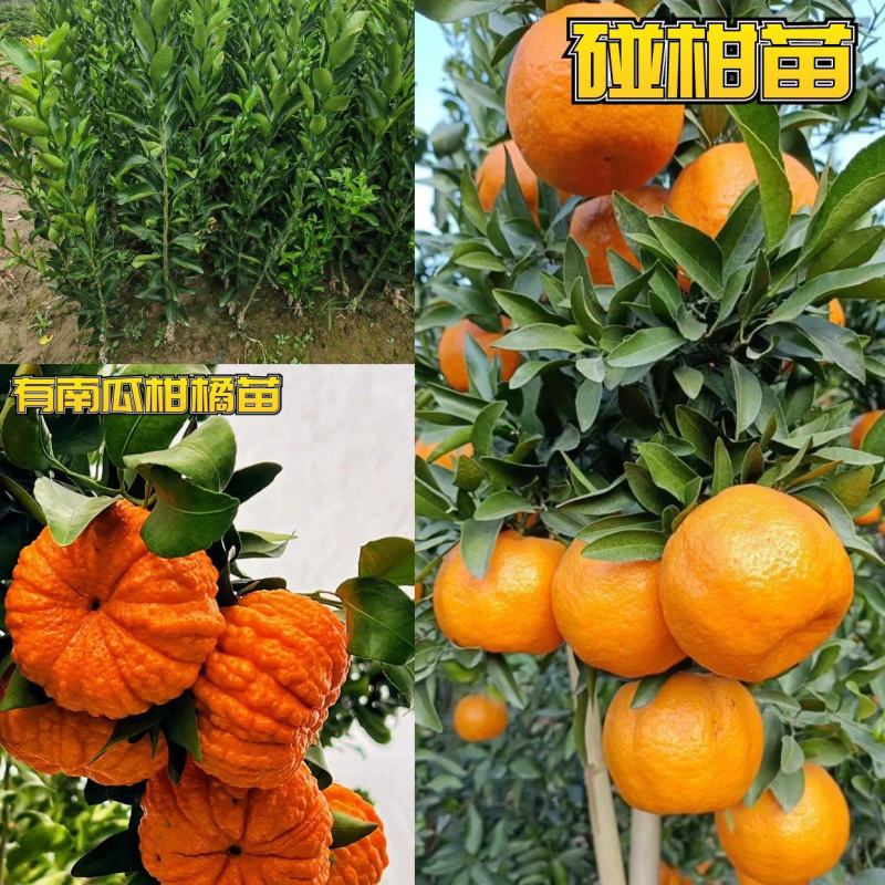 碰柑苗/大果椪柑苗芦柑苗南瓜柑苗嫁接柑橘苗现挖包邮