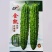 早熟杂交绿苦瓜种子心腔小果肉厚微苦甘脆商品性好