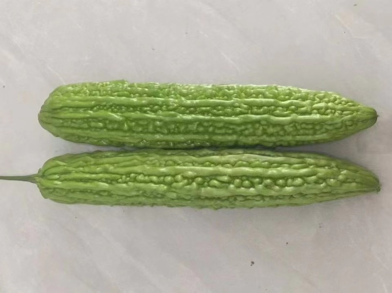 早熟杂交绿苦瓜种子心腔小果肉厚微苦甘脆商品性好