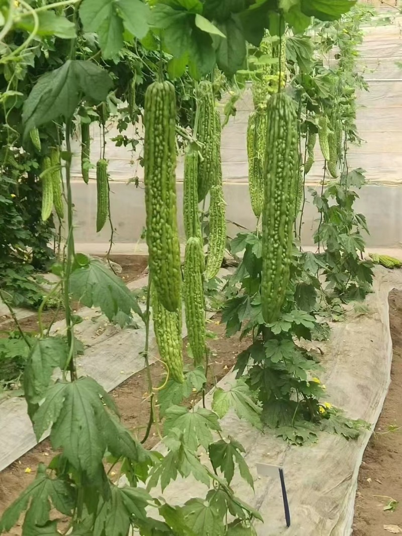 早熟杂交绿苦瓜种子心腔小果肉厚微苦甘脆商品性好