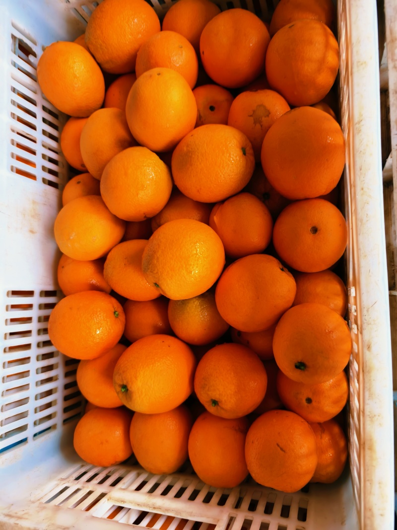 秭归长虹脐橙园虹脐橙个大饱满纯甜化渣一手货源充足