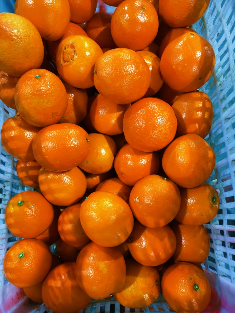 秭归长虹脐橙园虹脐橙个大饱满纯甜化渣一手货源充足
