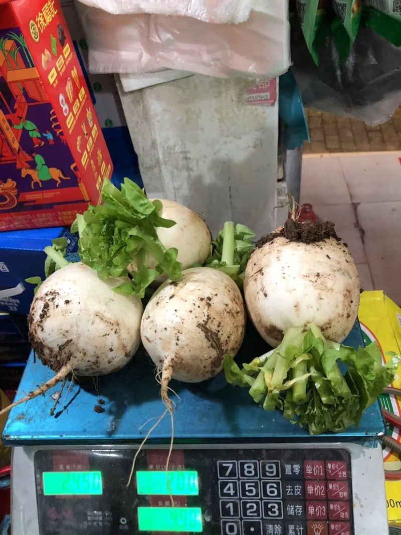 圆白萝卜萝卜玉尊圆萝卜
