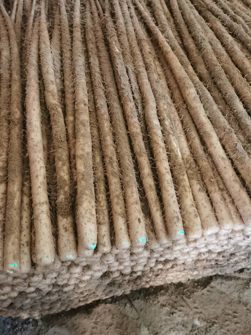 优选双棒山药大量出货保质保量货量充足