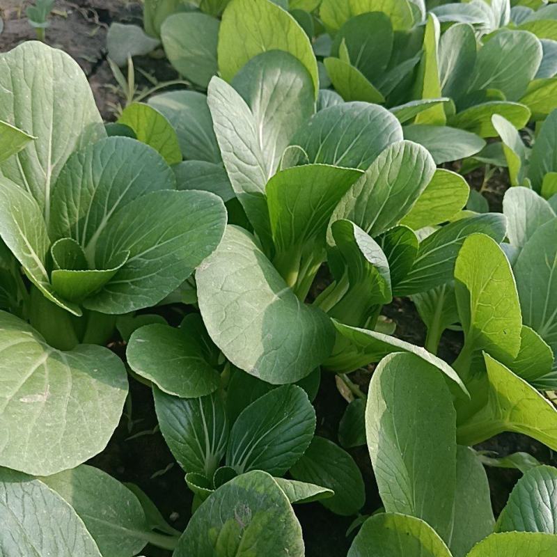 上海青油菜