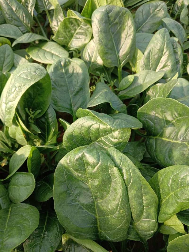 上海青油菜