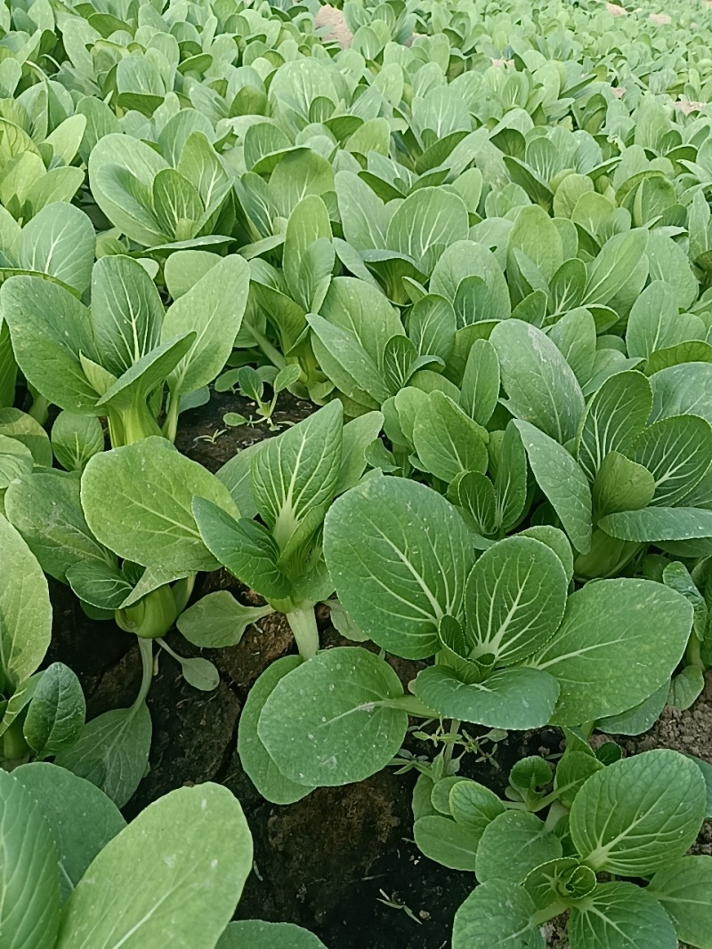 上海青油菜