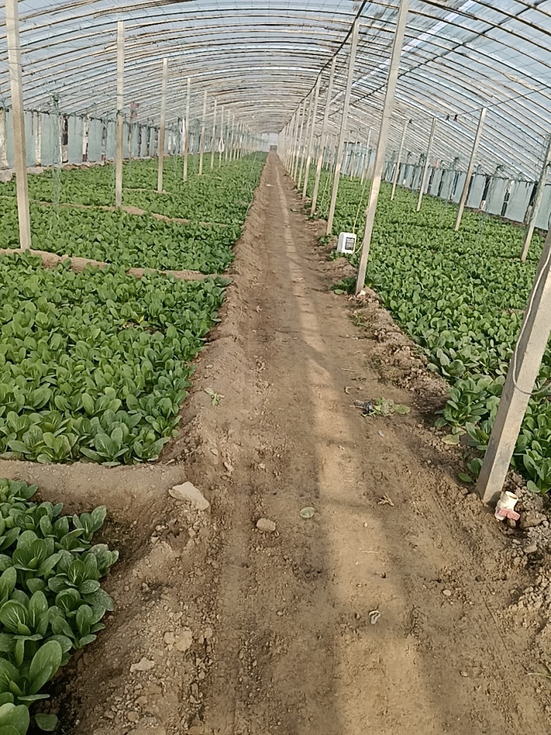 上海青油菜