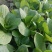 上海青油菜