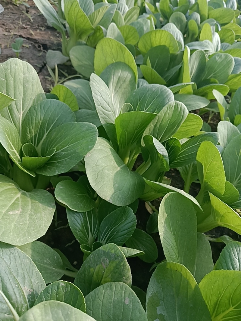 上海青油菜