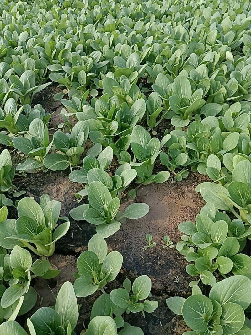 上海青油菜