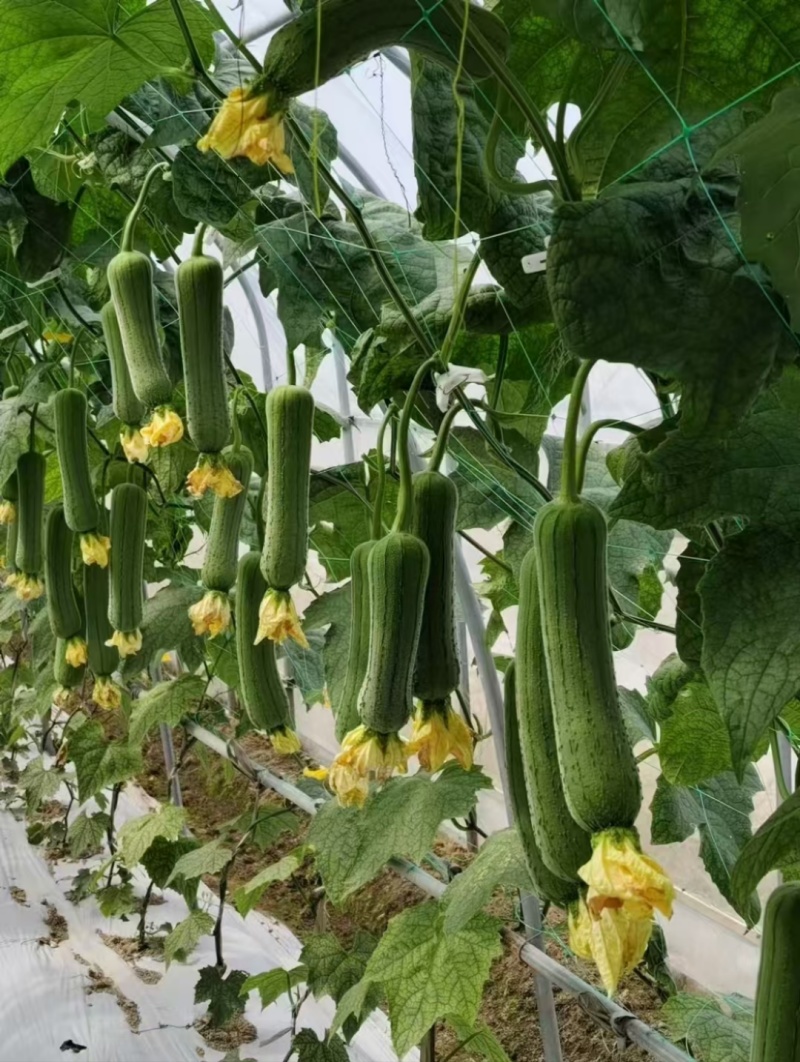 丝瓜种子短棒肉丝瓜早熟性好瓜条绿色短圆筒形味甜产量高