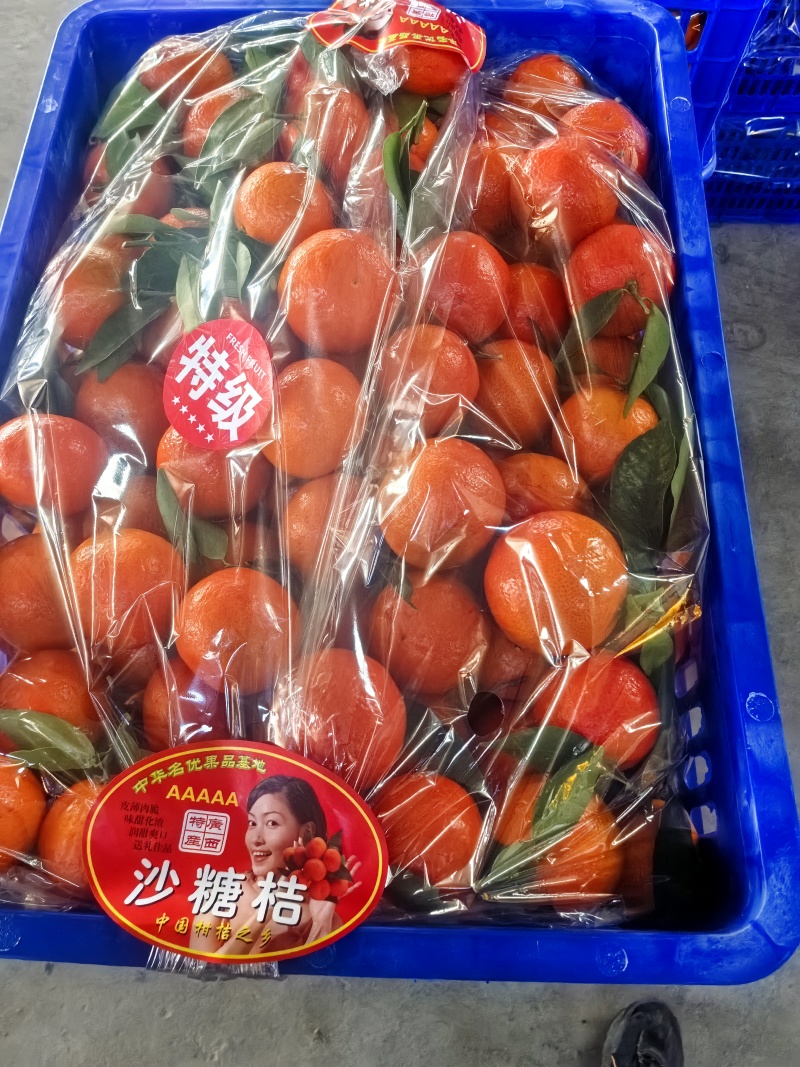 精选广西柑橘东方红蜜橘橘子量大价优保质保量欢迎选购