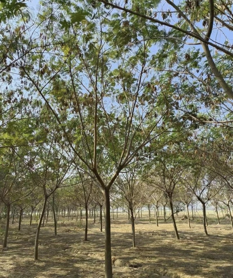 合欢15公分