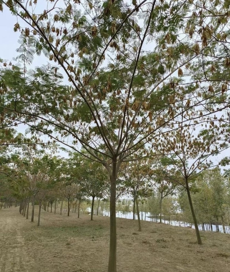 合欢15公分