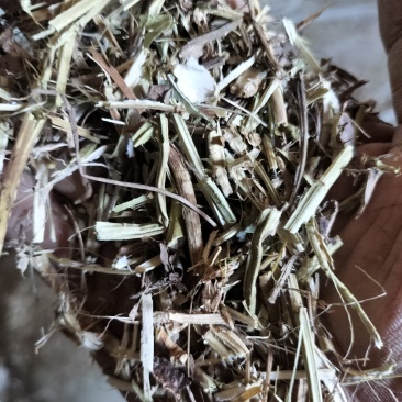 花生秧中小草