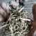 花生秧中小草