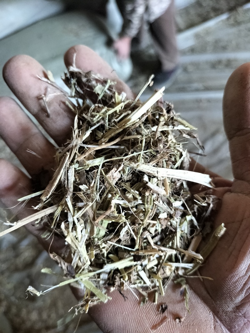 花生秧中小草