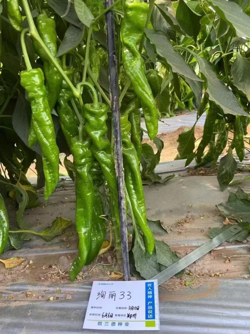 辣椒种子螺丝椒种子早熟连续坐果能力强商品性好辣味浓口感好