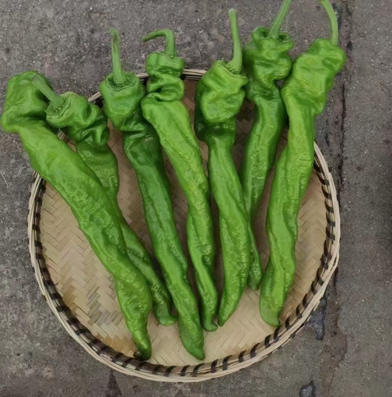 辣椒种子螺丝椒种子早熟连续坐果能力强商品性好辣味浓口感好