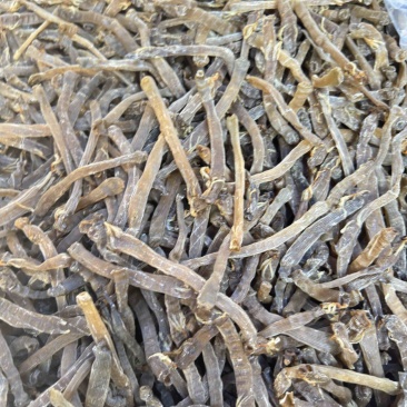 沙虫干淡干无沙公沙虫灰虫