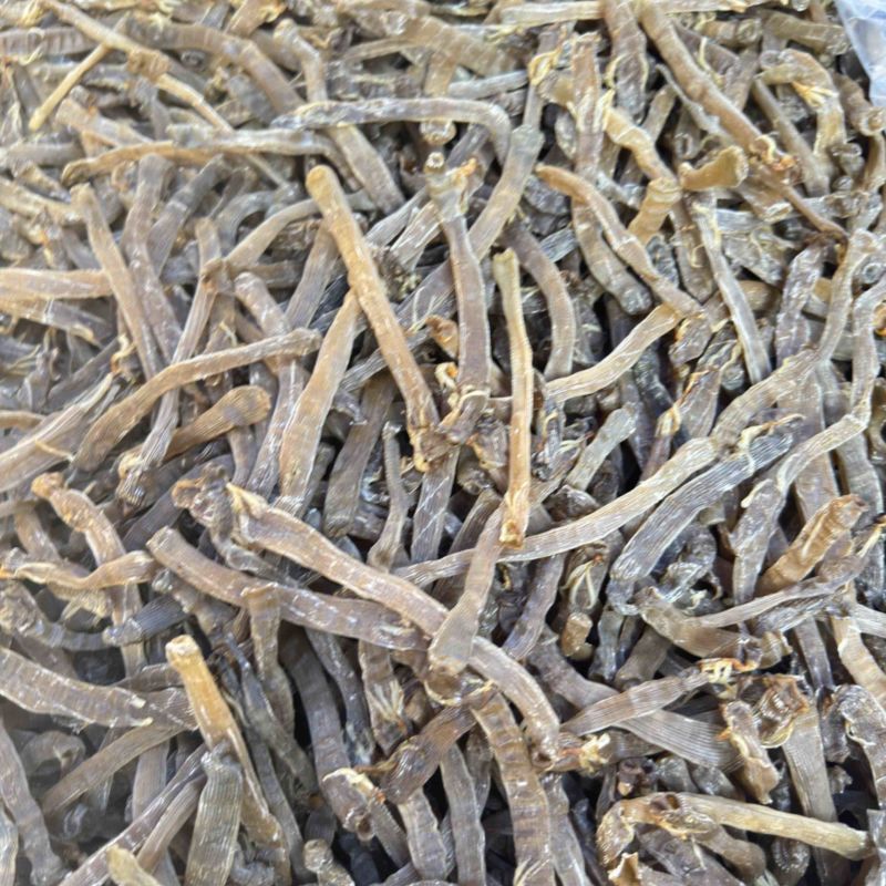 沙虫干淡干无沙公沙虫灰虫