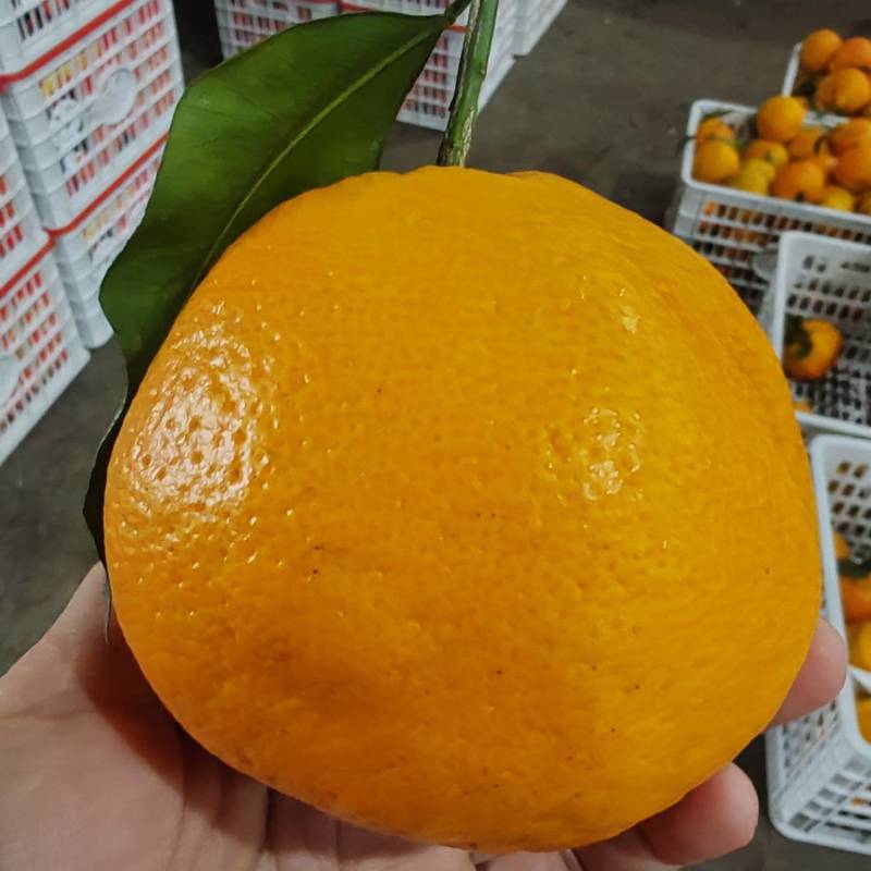 春见耙耙柑高次80起到120.颜色红，口感好，细皮无干水