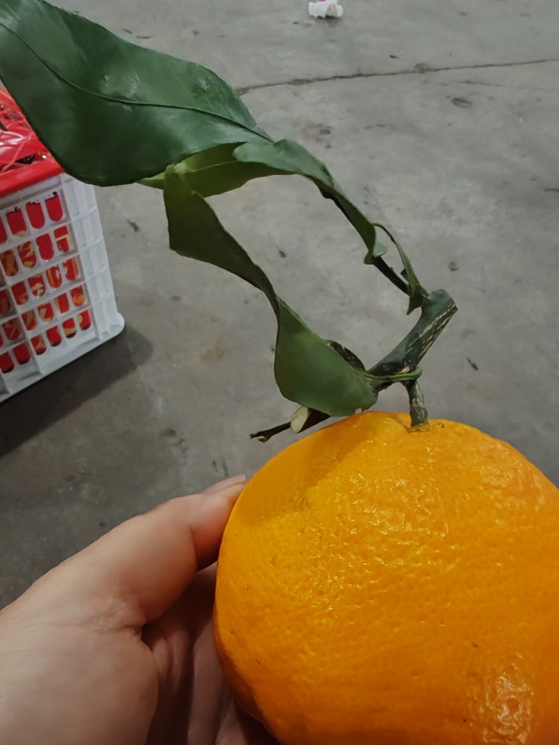 春见耙耙柑高次80起到120.颜色红，口感好，细皮无干水