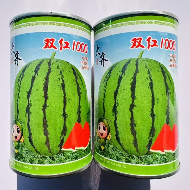 早熟西瓜种子杂交一代中心含糖13左右单瓜重7-10公斤