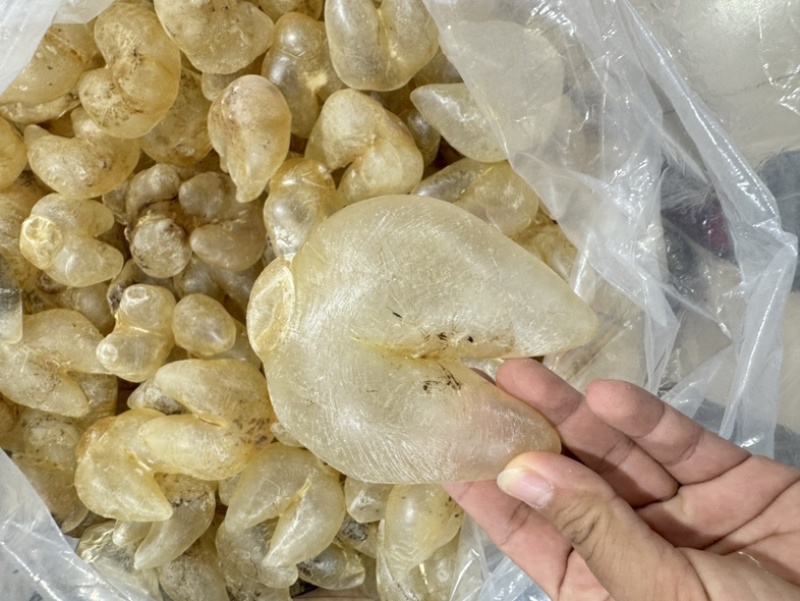 刺龟鱼泡鸡泡胶龟鱼肚花胶鱼胶28-32个一斤