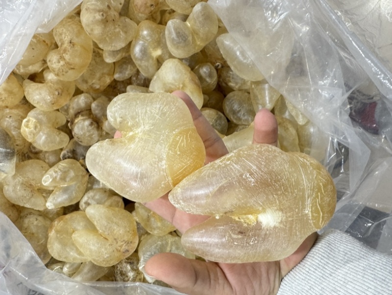 刺龟鱼泡鸡泡胶龟鱼肚花胶鱼胶28-32个一斤