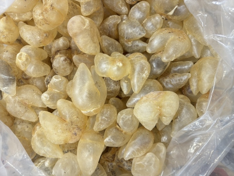 刺龟鱼泡鸡泡胶龟鱼肚花胶鱼胶28-32个一斤