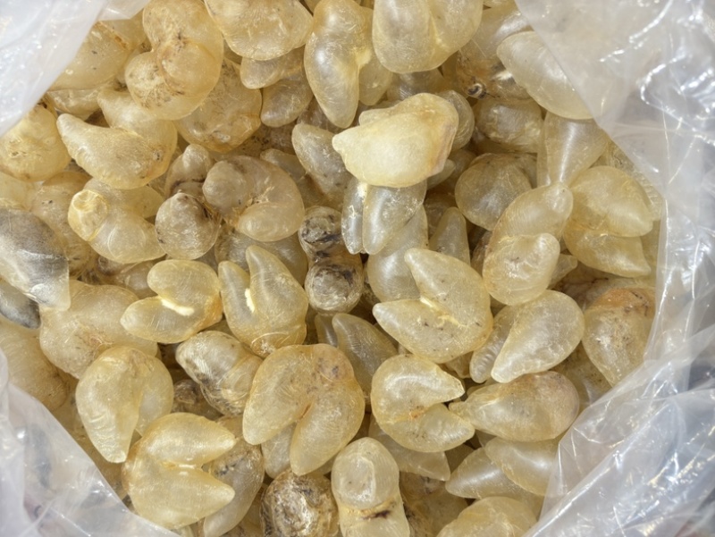 刺龟鱼泡鸡泡胶龟鱼肚花胶鱼胶28-32个一斤