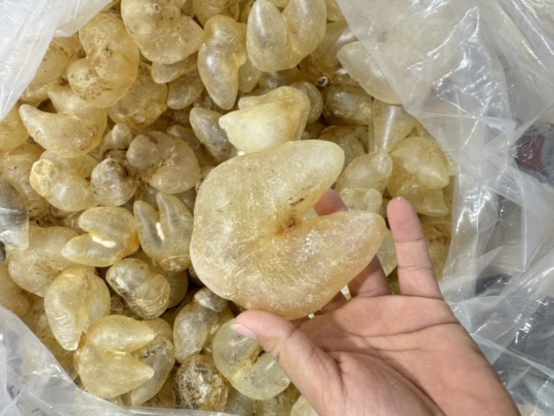 刺龟鱼泡鸡泡胶龟鱼肚花胶鱼胶28-32个一斤