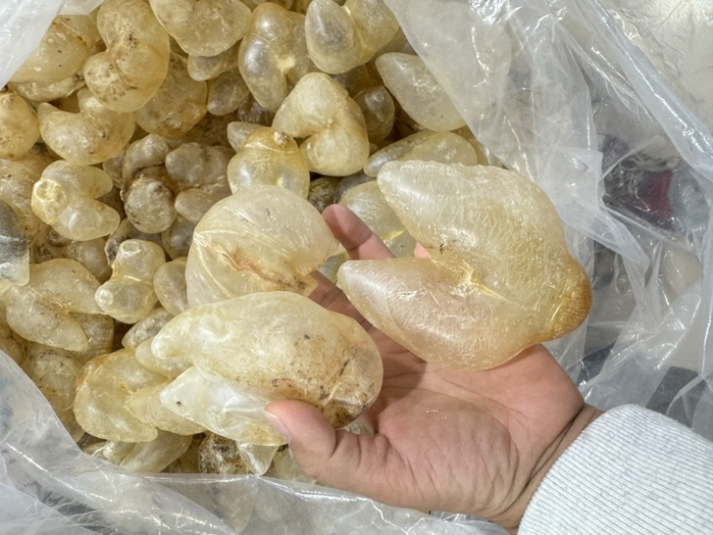 刺龟鱼泡鸡泡胶龟鱼肚花胶鱼胶28-32个一斤