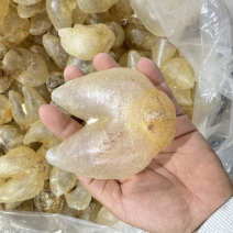 刺龟鱼泡鸡泡胶龟鱼肚花胶鱼胶28-32个一斤