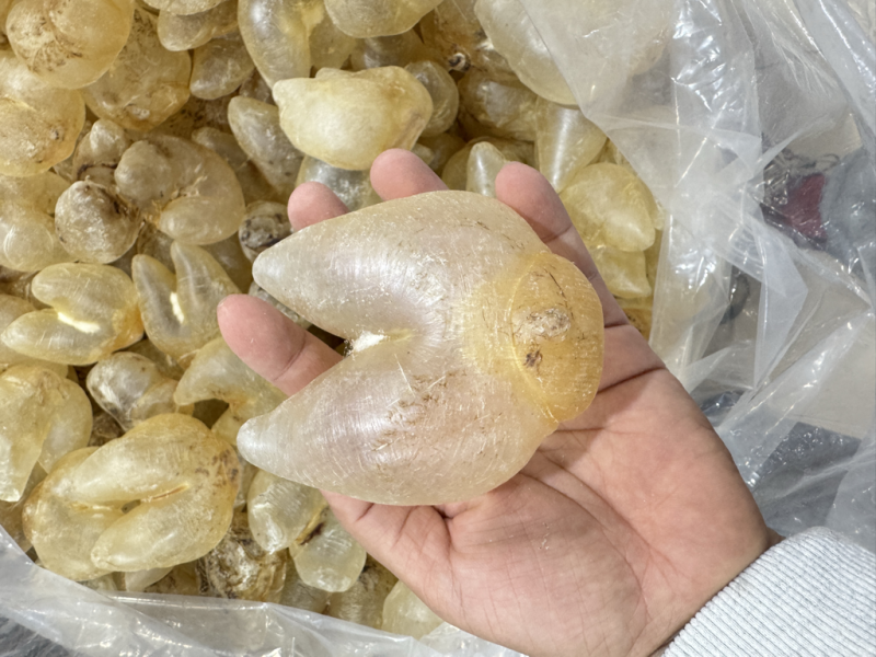 刺龟鱼泡鸡泡胶龟鱼肚花胶鱼胶28-32个一斤