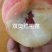 血桃苗新品种桃苗冬桃苗全红蜜桃苗品种保证免费指导包邮