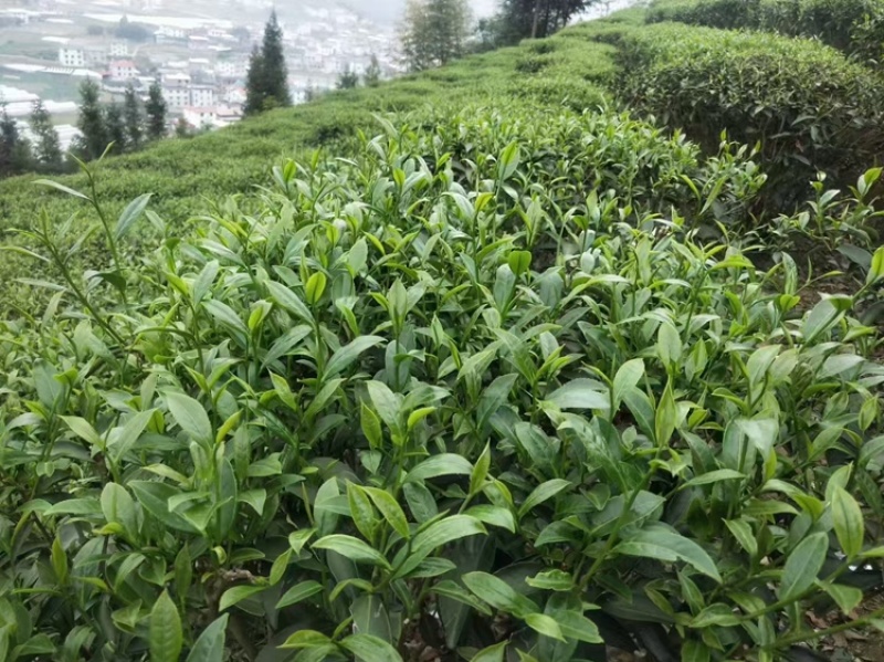 绿茶，山绿绿